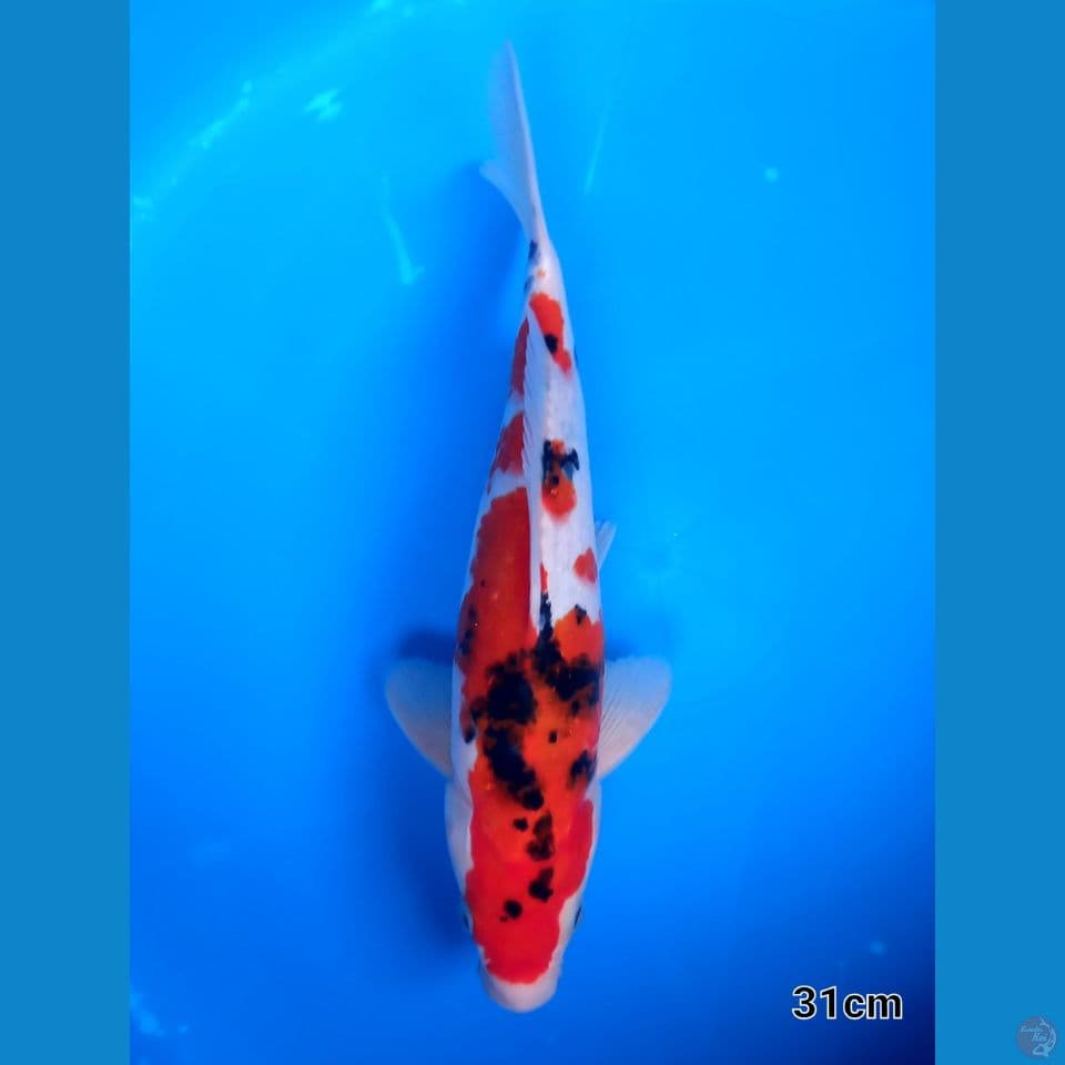 SANKE 31CM MALE
