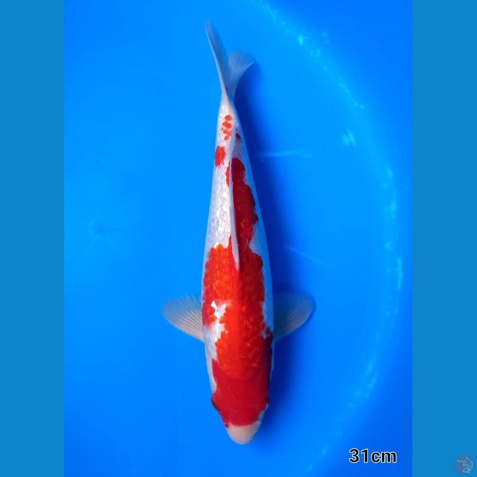 KOHAKU GINRIN 31CM MALE