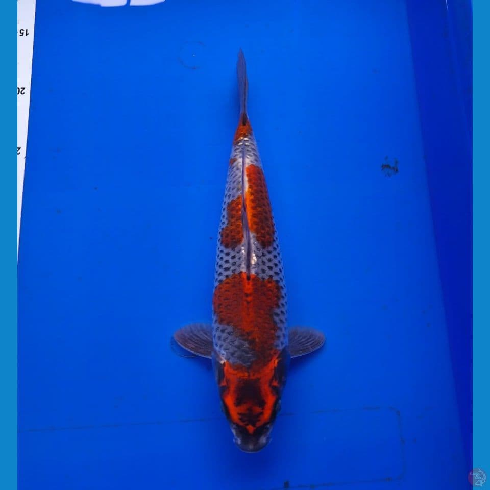kogane 30cm