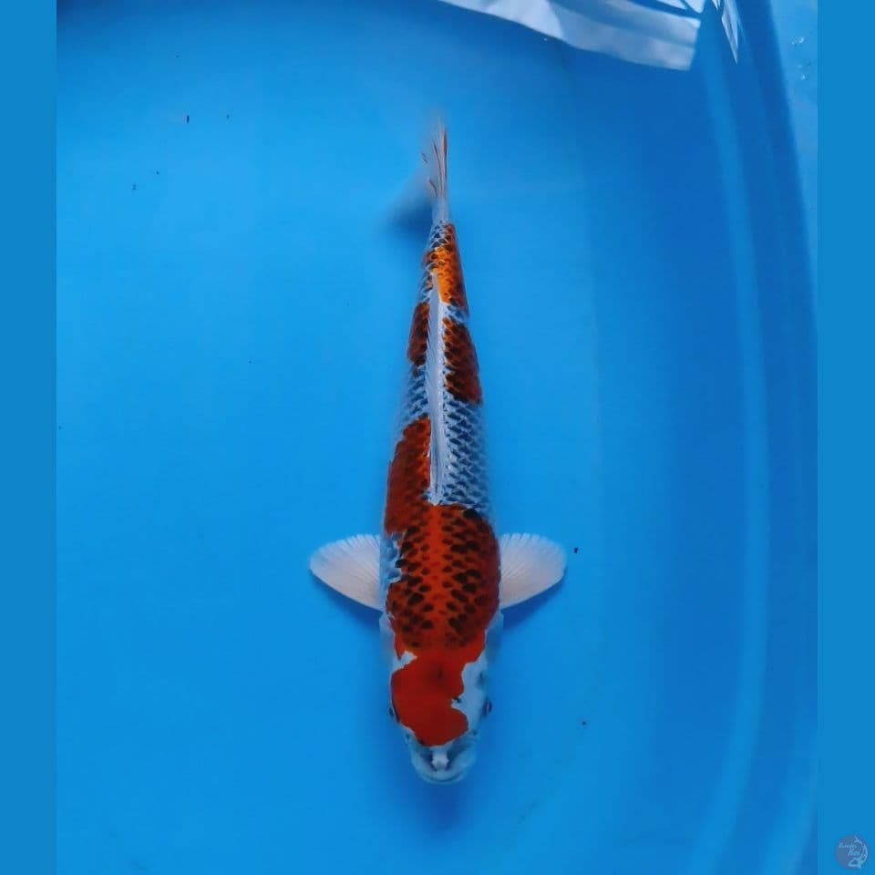 kujaku 40bu (male)