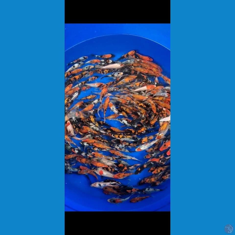Showa mix Ginrin sisik 10-15cm 300ekor