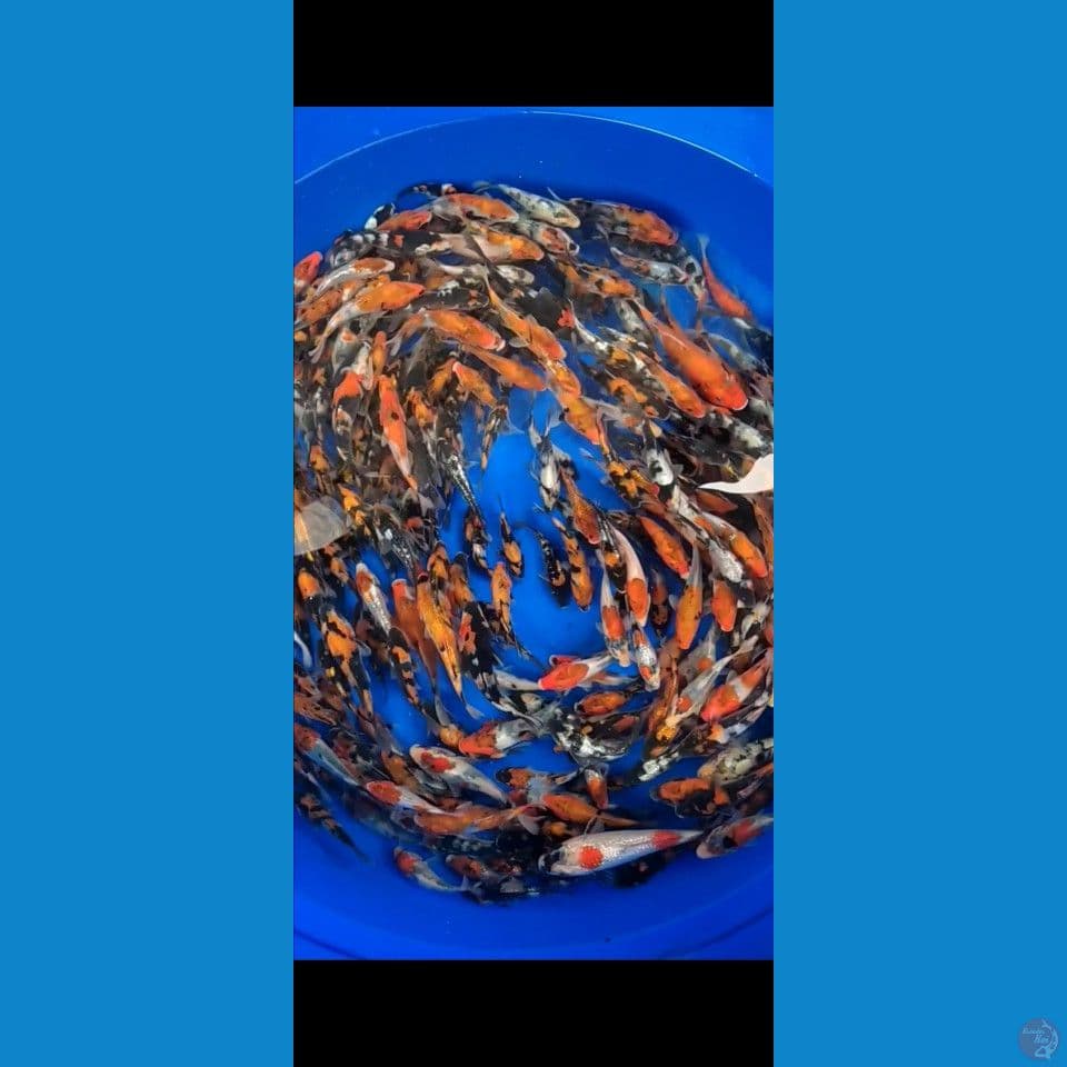 Showa mix Ginrin sisik 10-15cm 300ekor