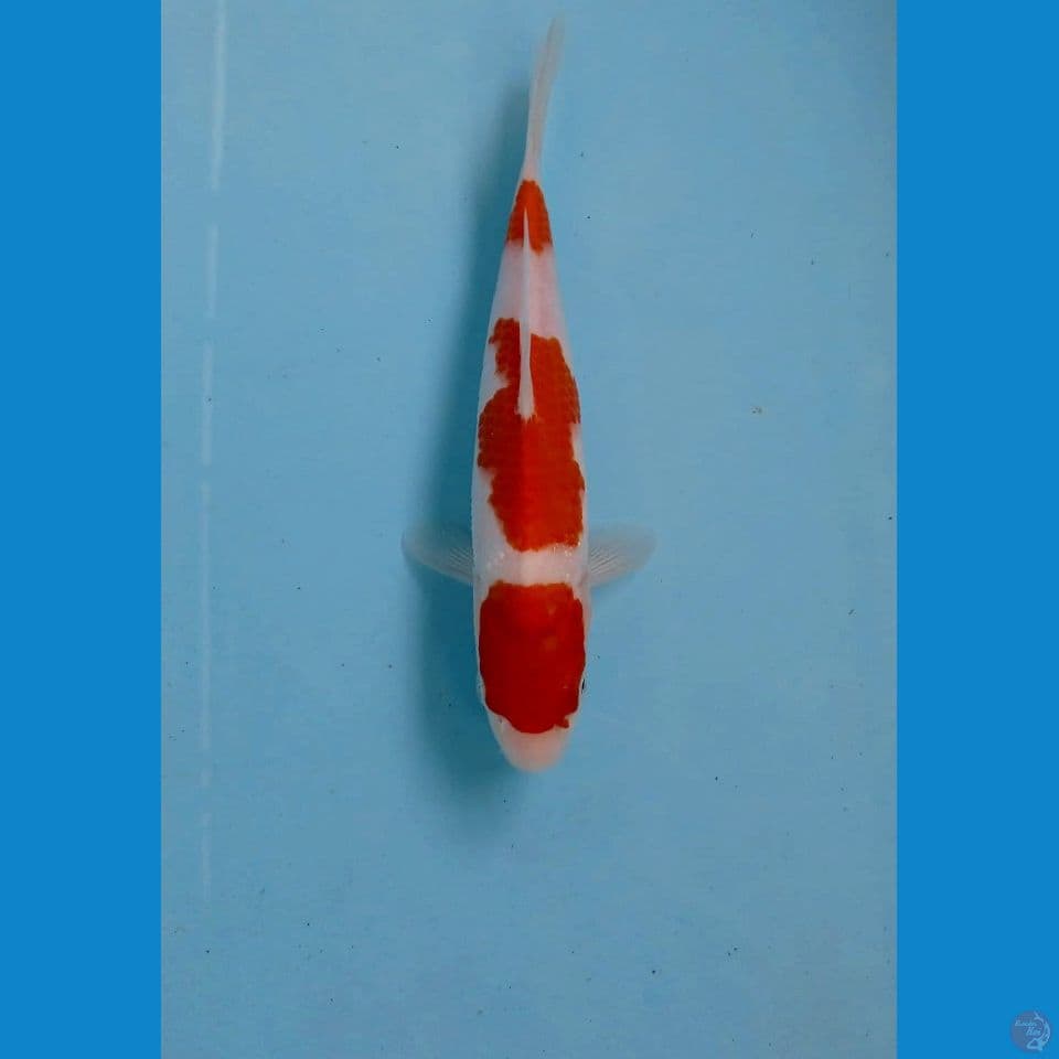 kohaku, 21 cm