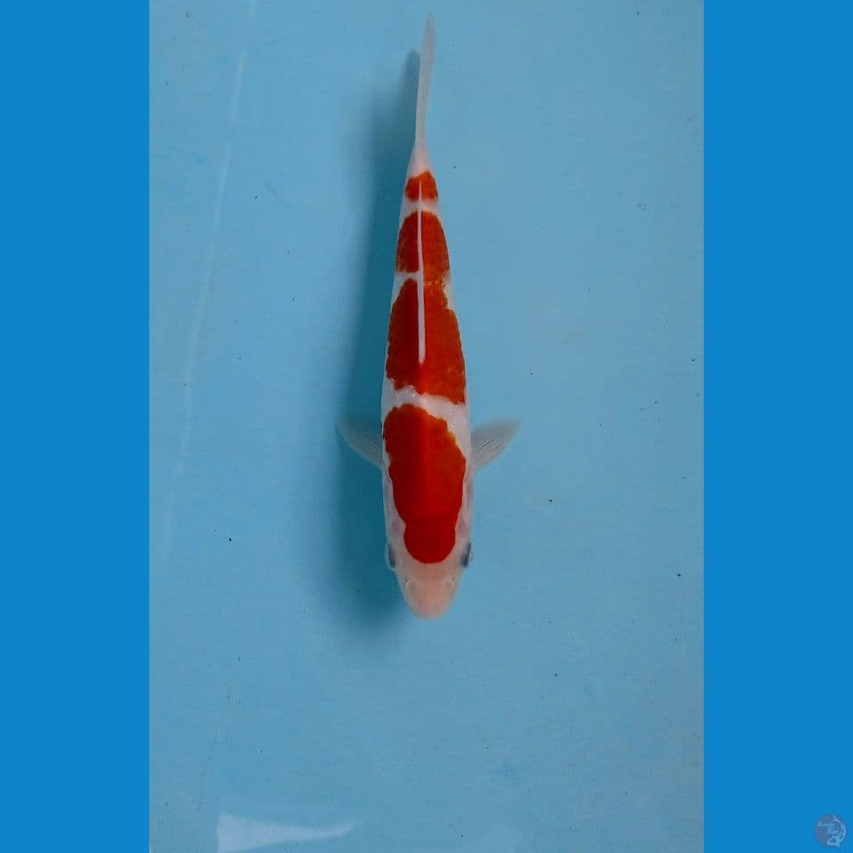kohaku, 19 cm