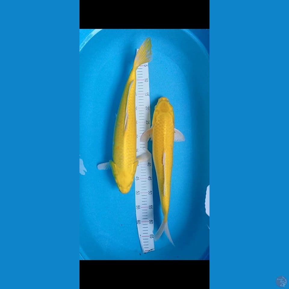 paket yamabuki lemon jumbo