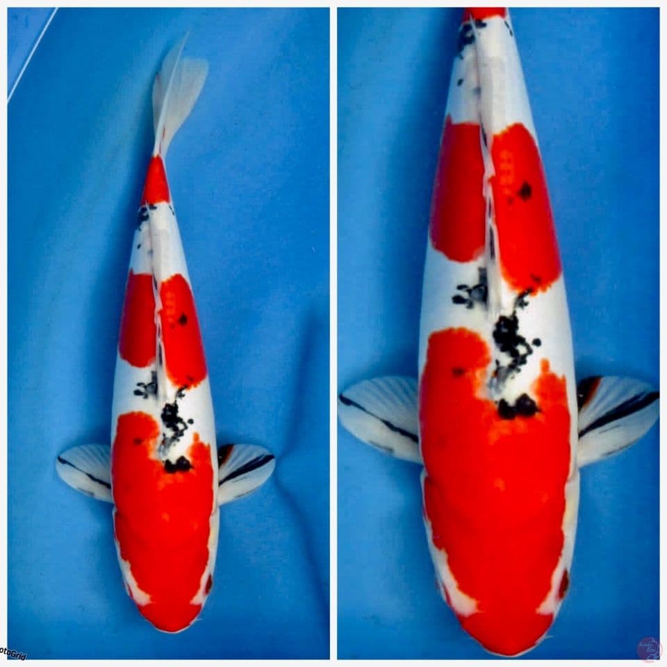 Sanke doitsu murni Masih tategoi 37cm