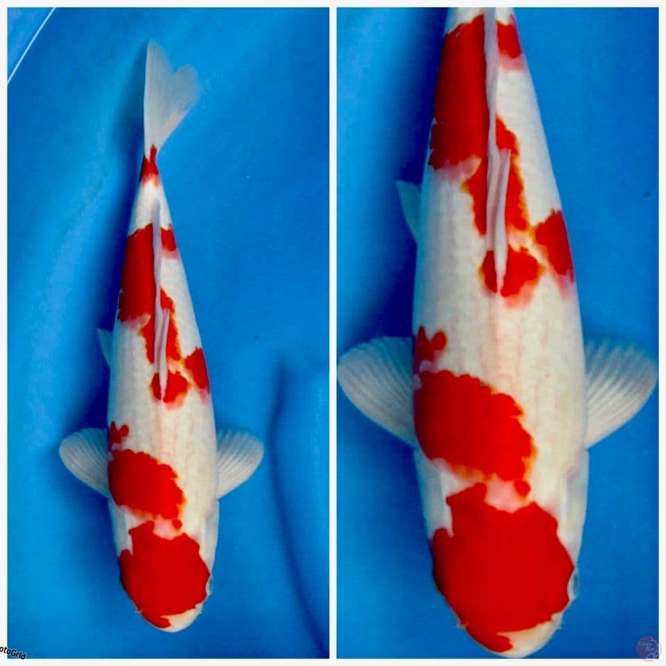 Kohaku sakai f1 Ori 37cm