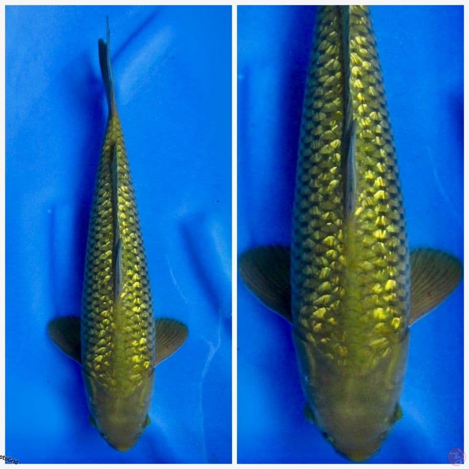 Midori full gingrin F1 marusai 40 cm