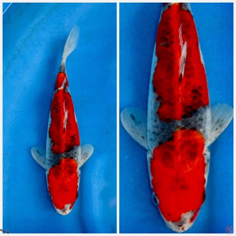 Goshiki F1 marusai 29cm