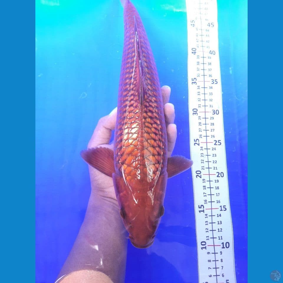 40cm