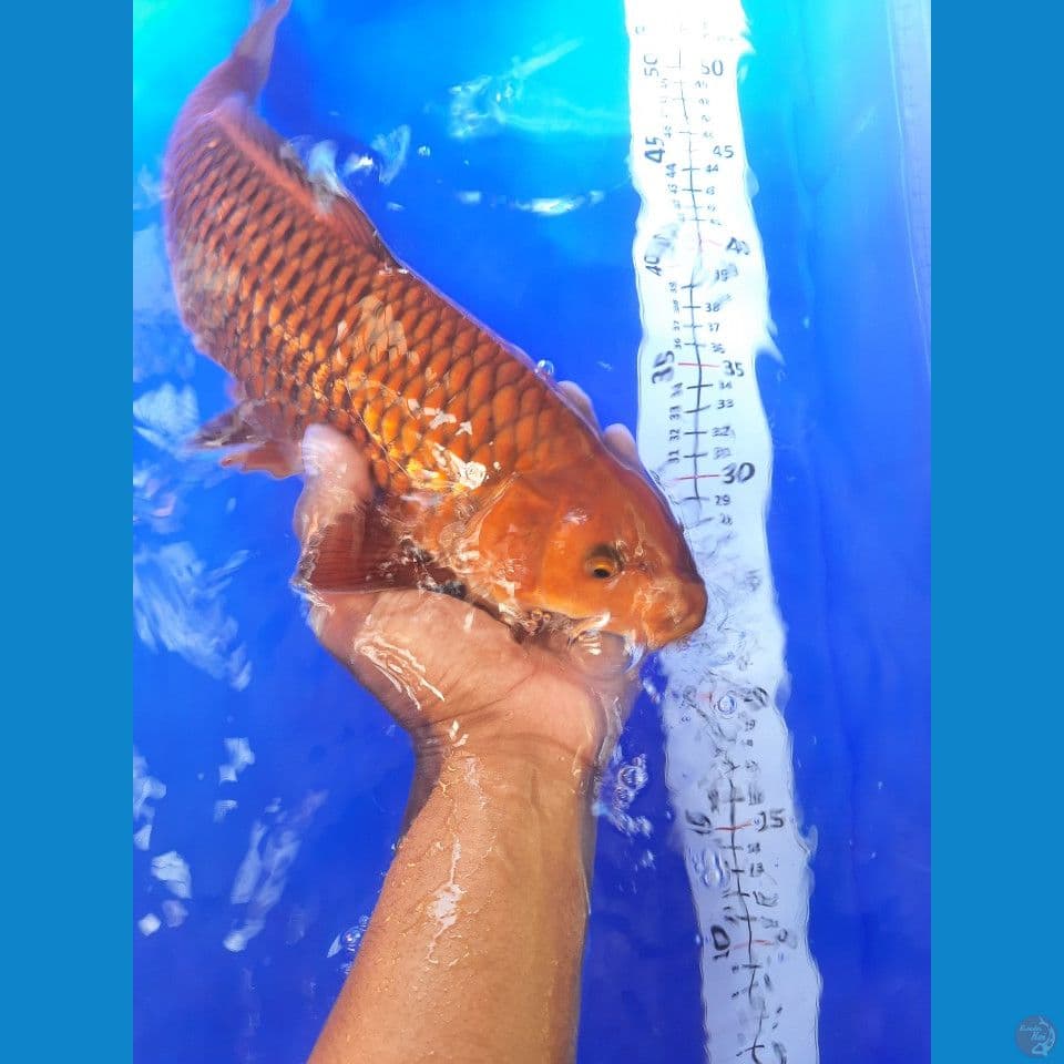 40cm