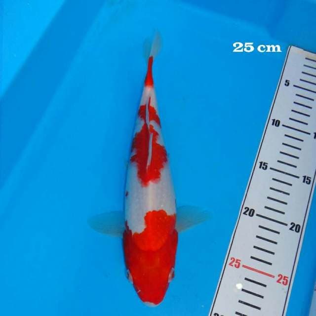 Kohaku Flamingo Quality