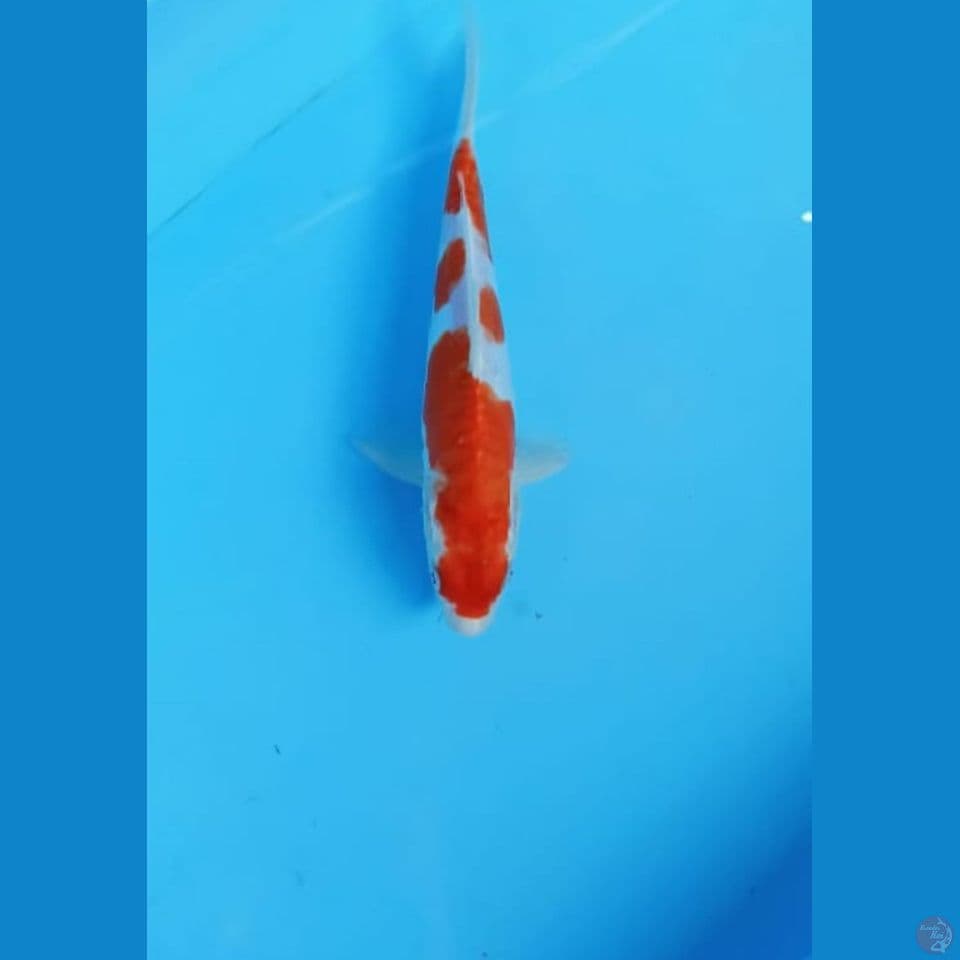 Kikushui 24cm