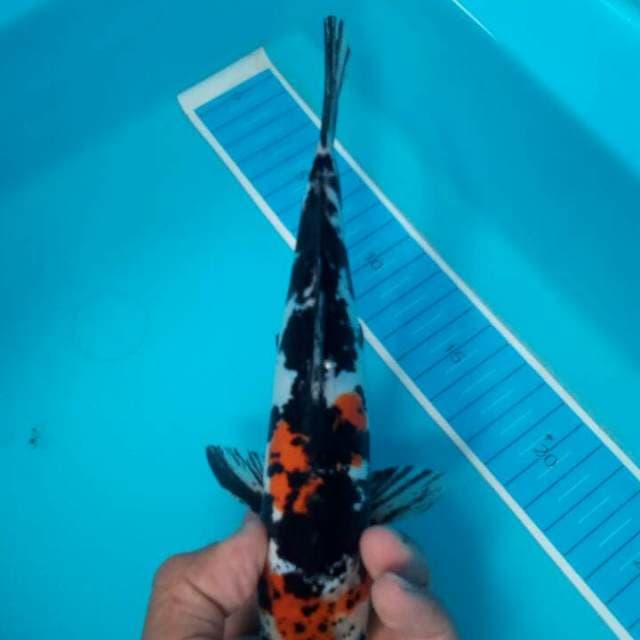 Kanoko sanke doits