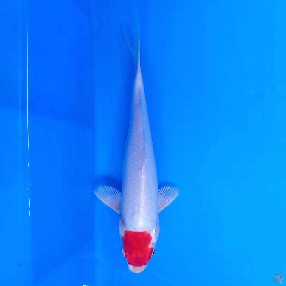 TANCHO HIKARI 21CM