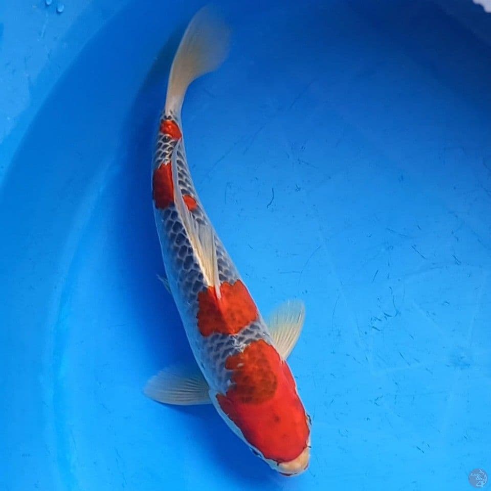 GOSHIKI 29CM