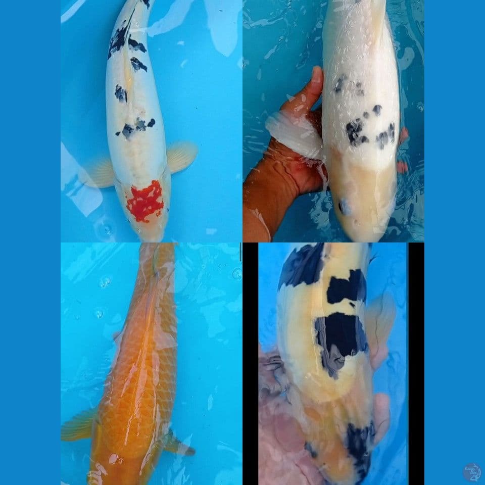 Mix 4 ekor pejantan 37,40,45,50 cm