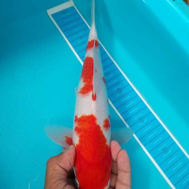 Kohaku merah merona
