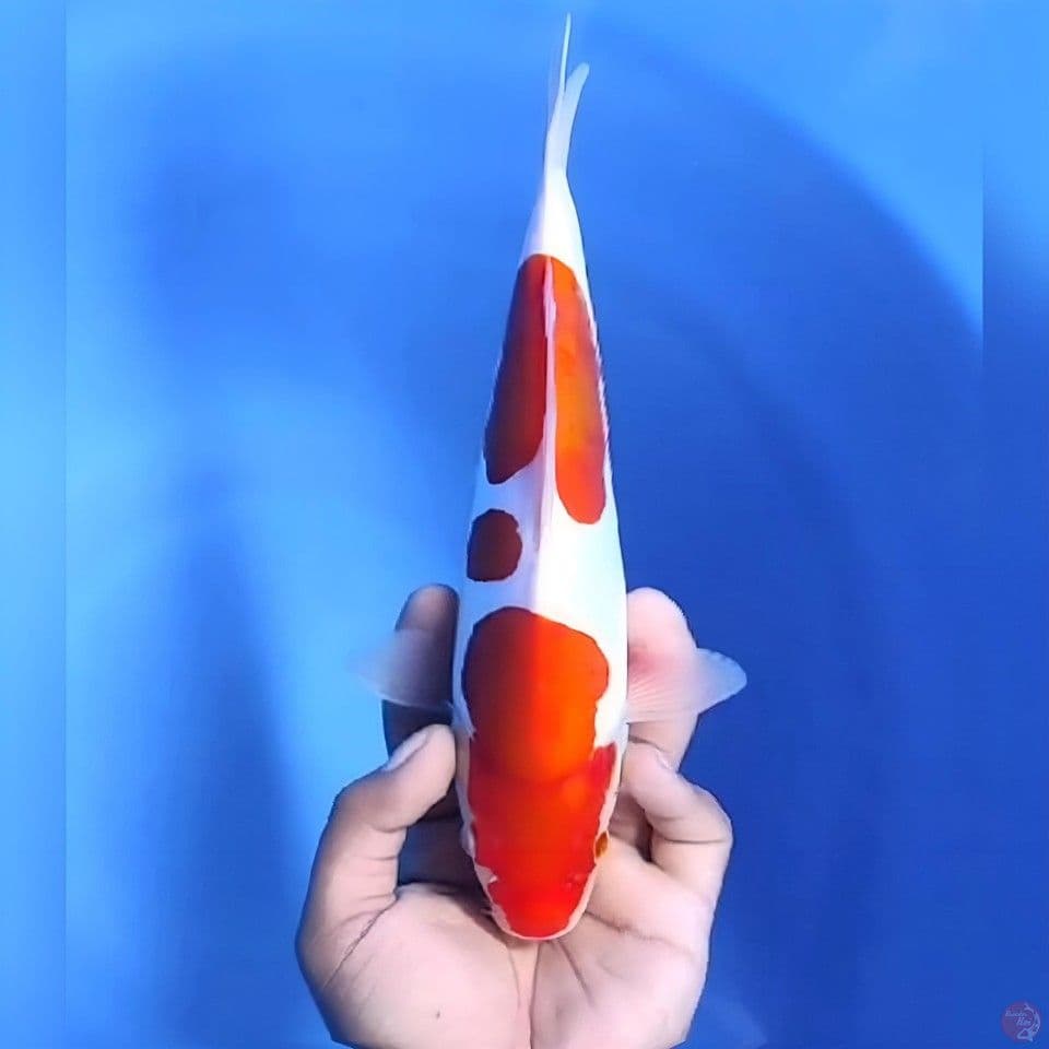 Kohaku doitsu # 23cm - Female