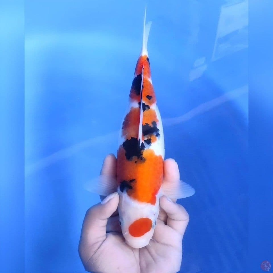 Sanke # 30cm - Female
