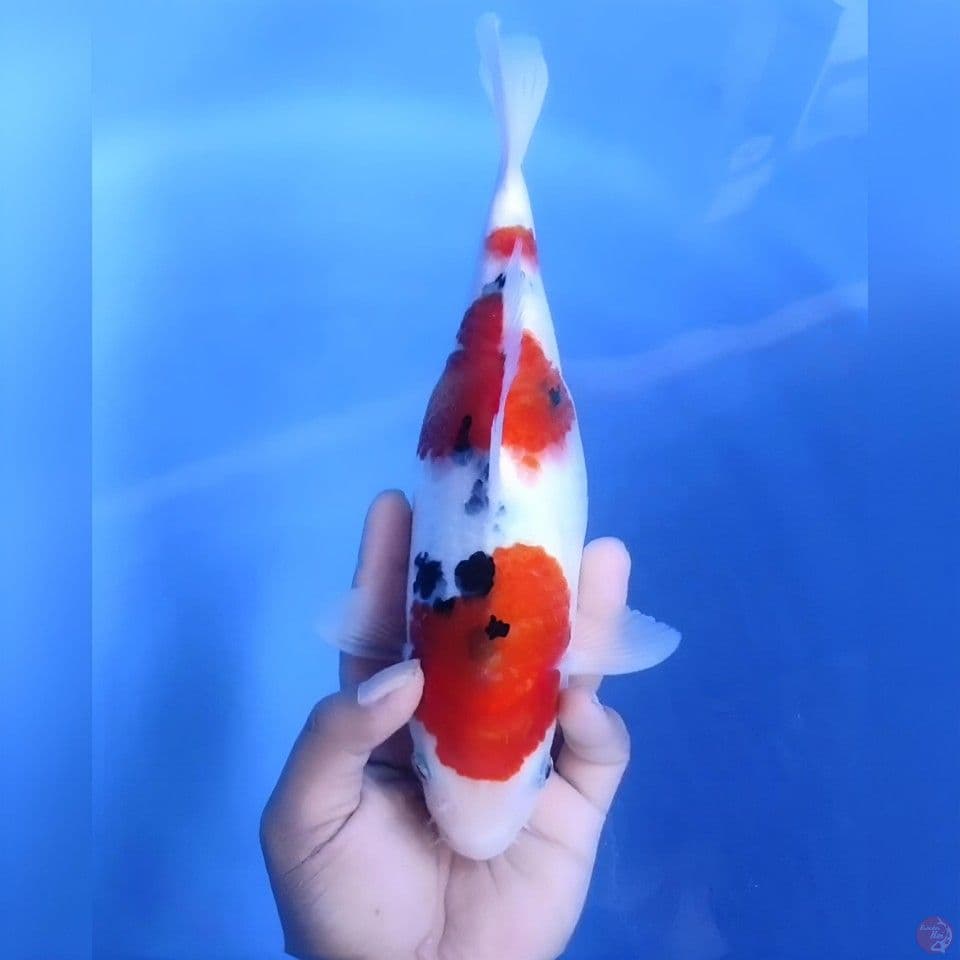 Sanke # 30cm - Female