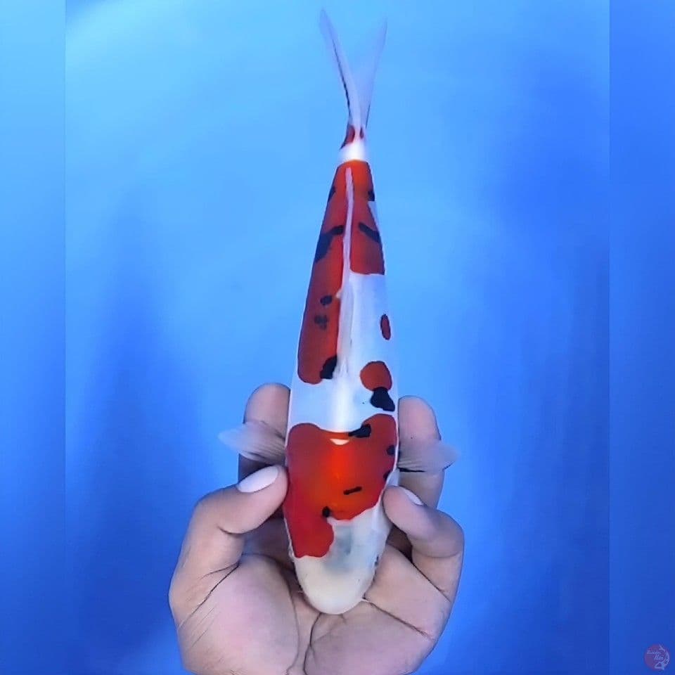 Sanke doitsu # 26cm - female