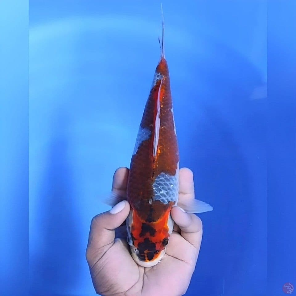 Goshiki #28cm - Female
