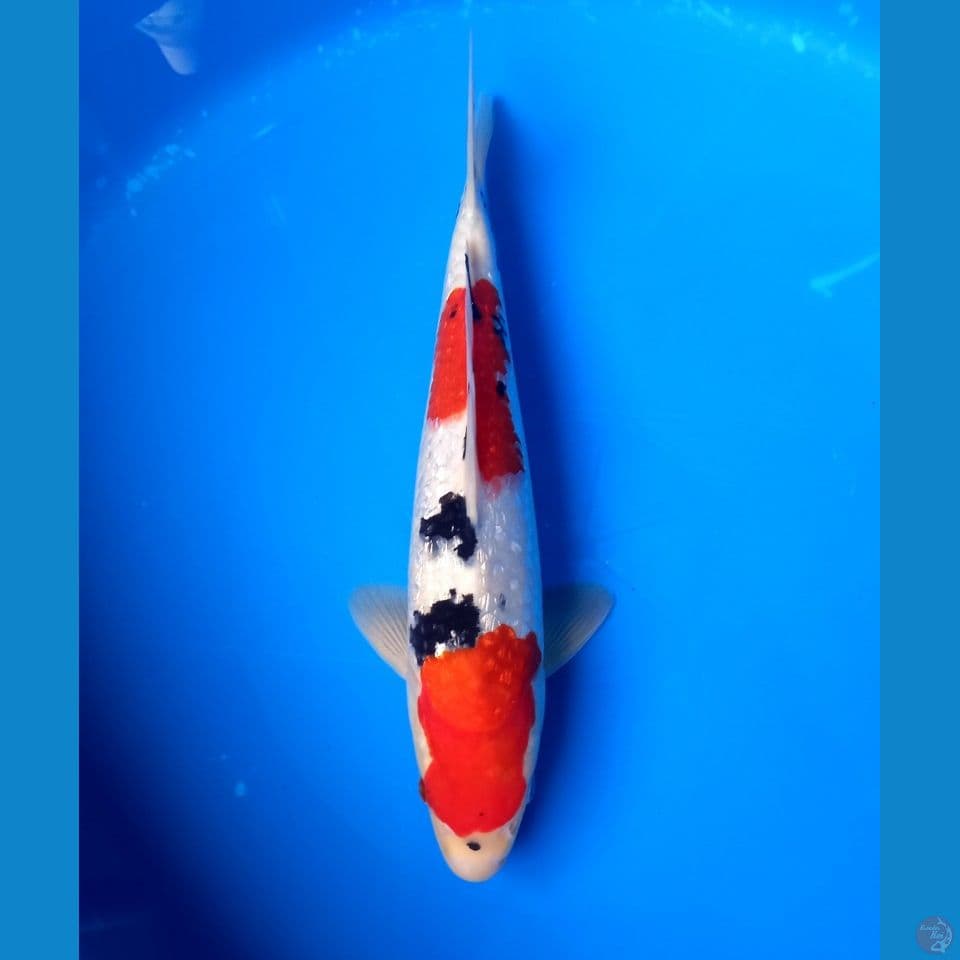 SANKE GINRIN 32CM MALE