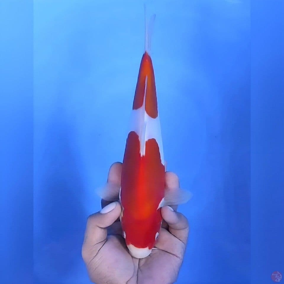 Kohaku doitsu # 28cm - Male