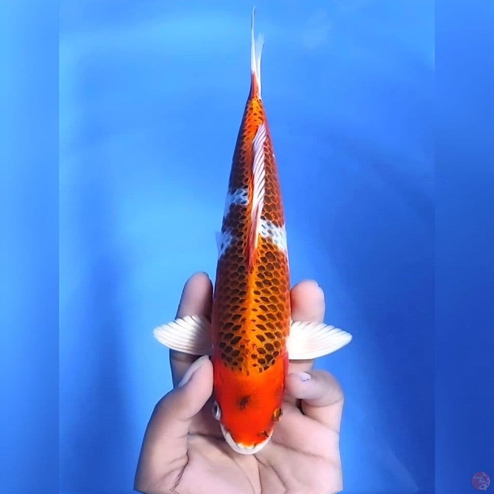 Kujaku # 26cm - Male