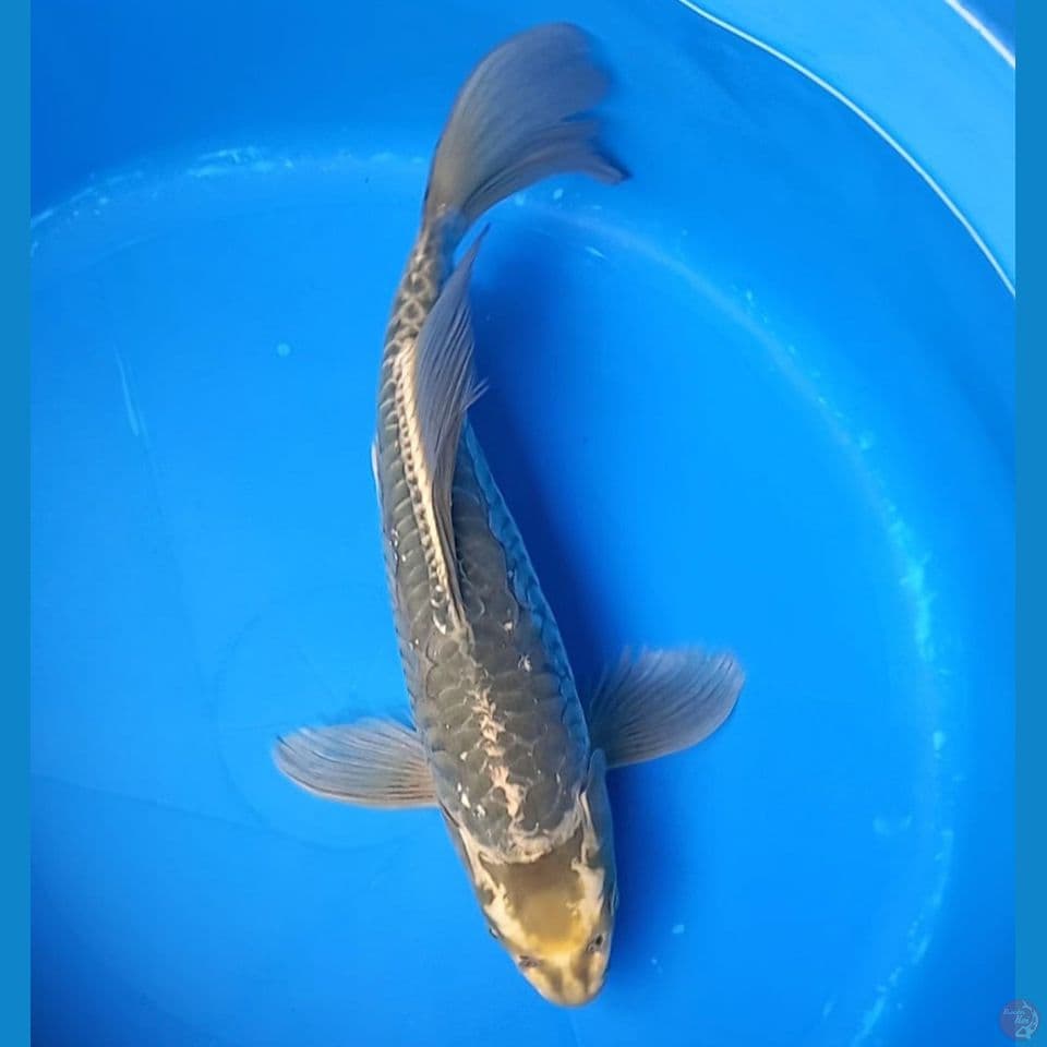 KUMPAI KAWARI ARAGOKE 39CM