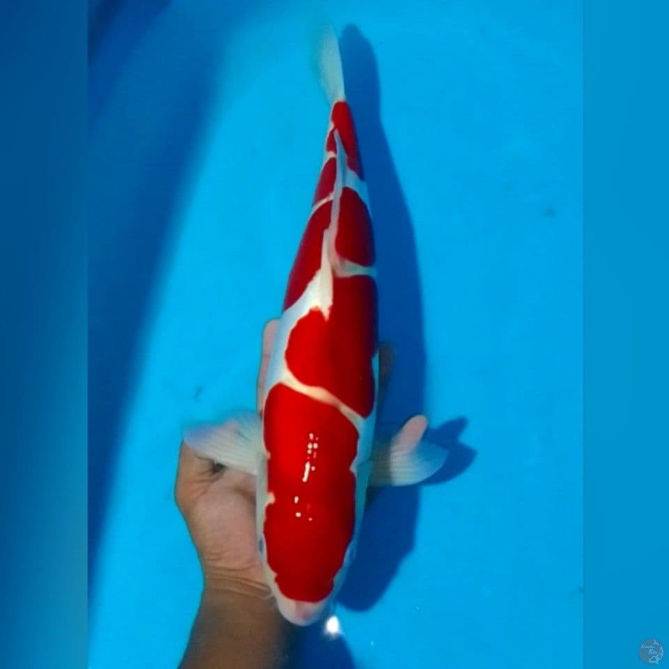 KOHAKU DOIDSU M45