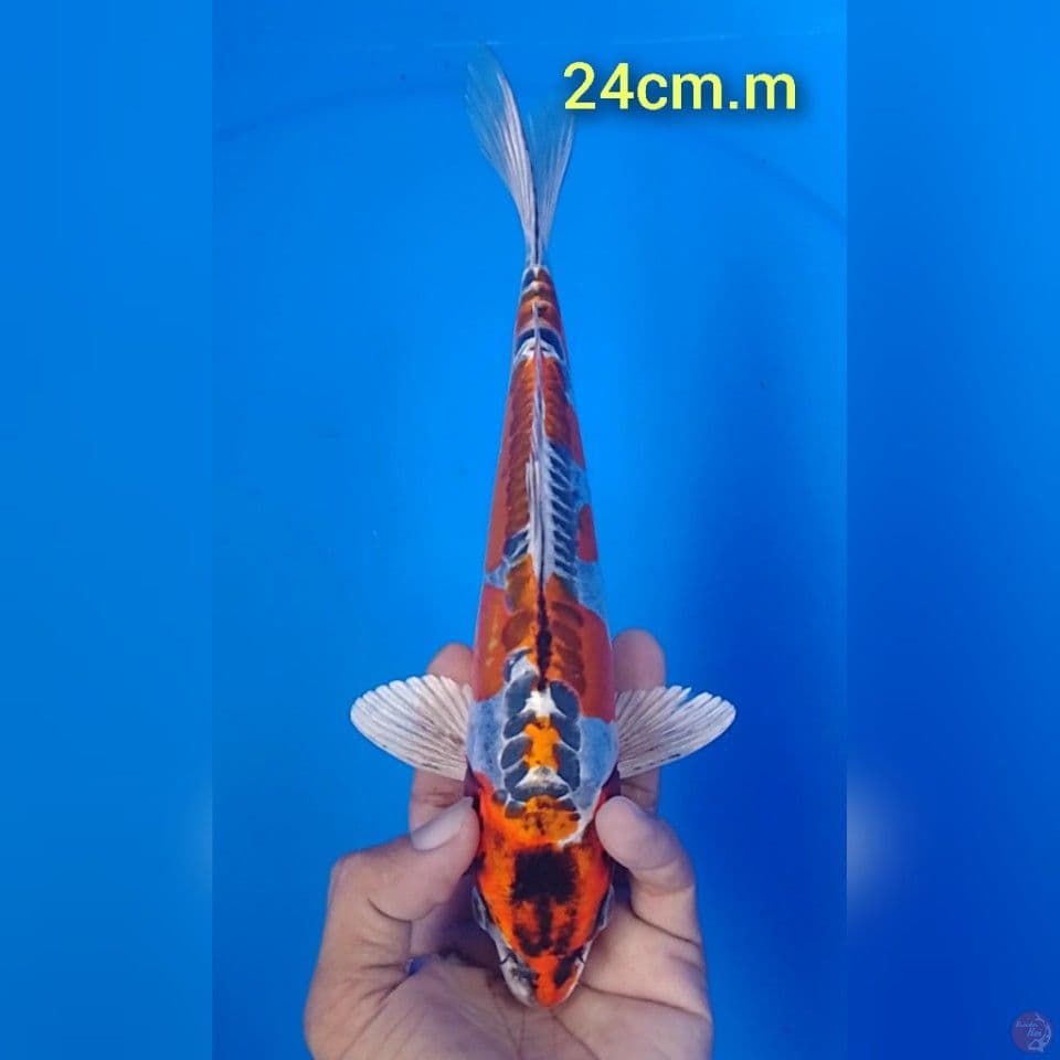kujaku doitshu : 24cm.m