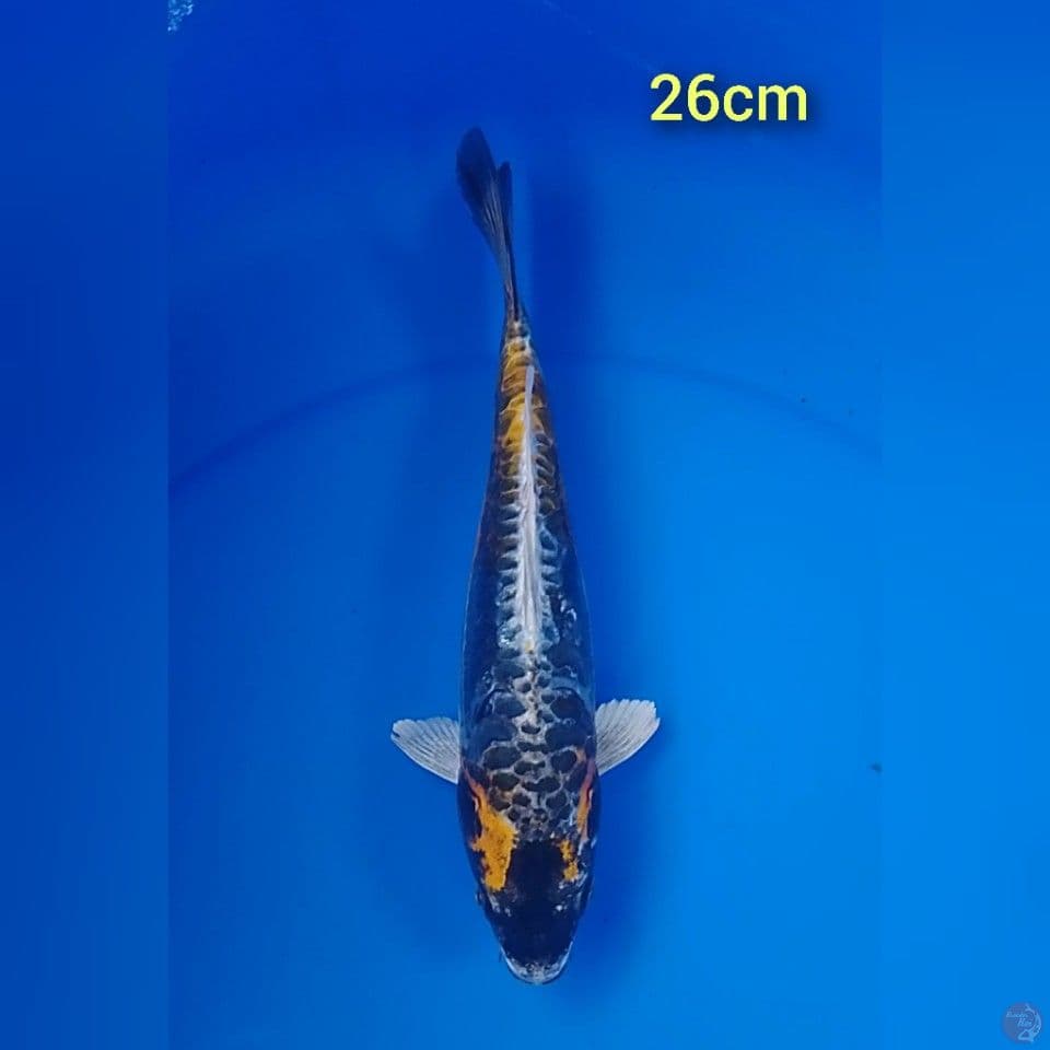 doitshu aragoke : 26cm