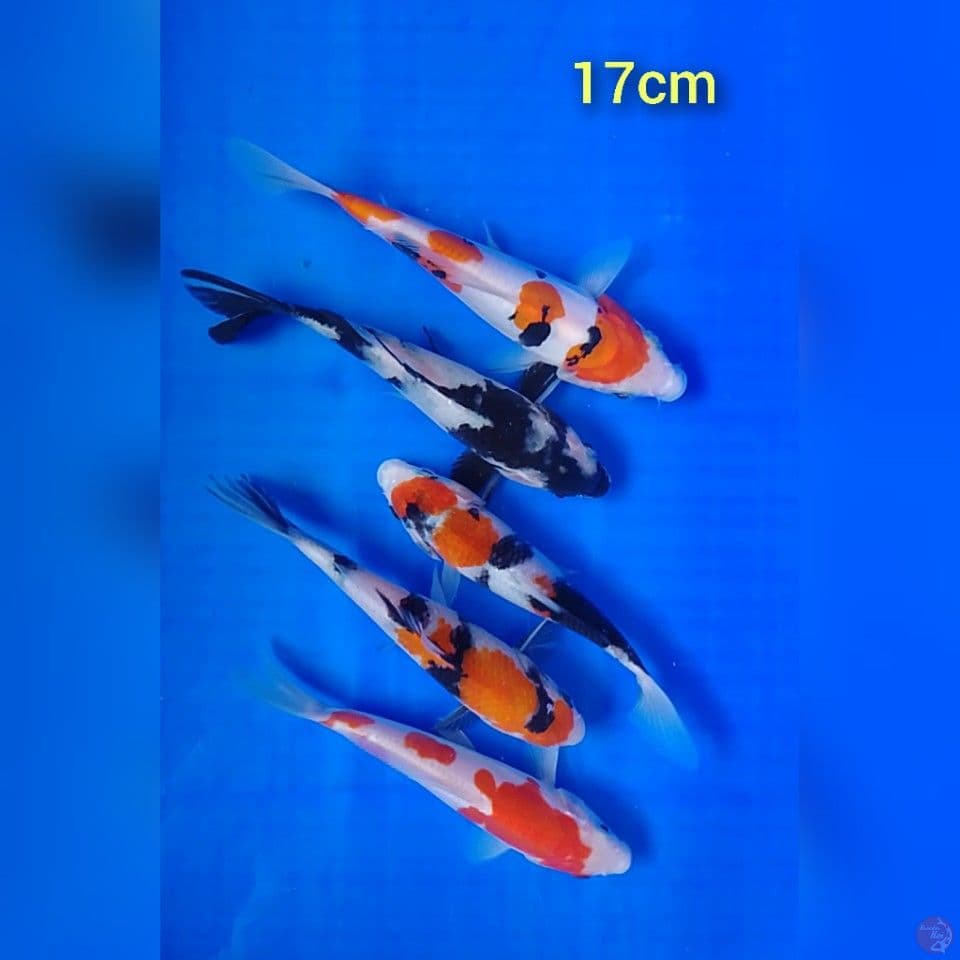 mix : 17cm