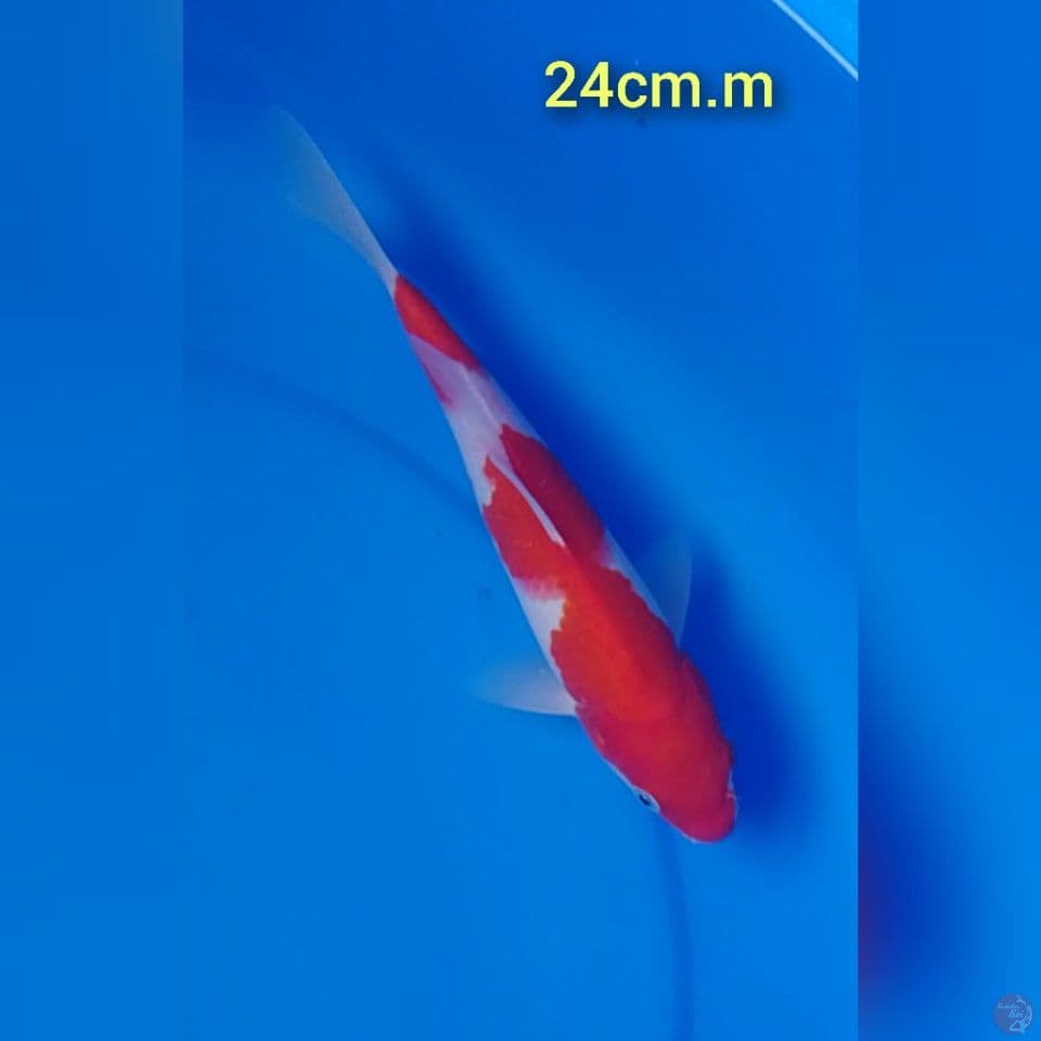 bahan sesuatu : 24cm.m