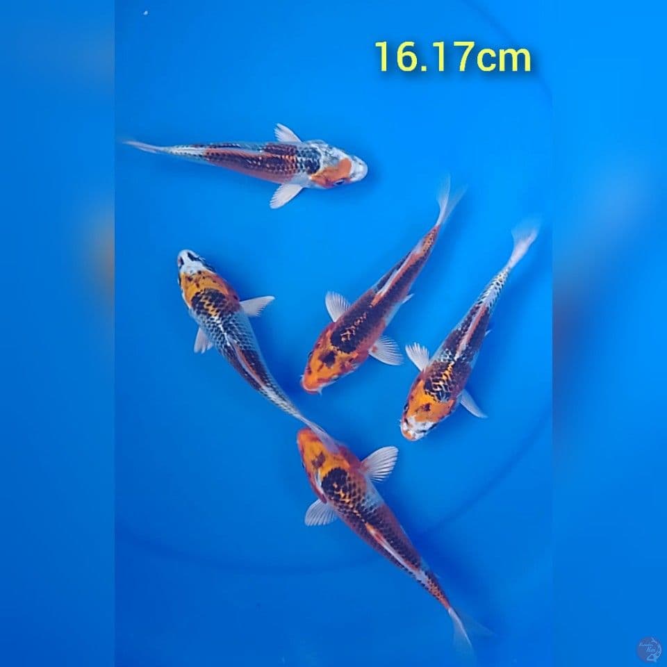 kujaku : 16.17cm
