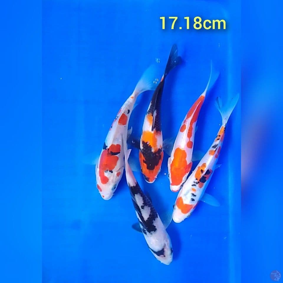 mix doitshu : 17.18cm