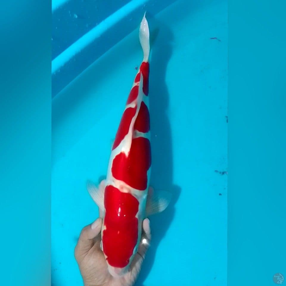 KOHAKU DOID M45