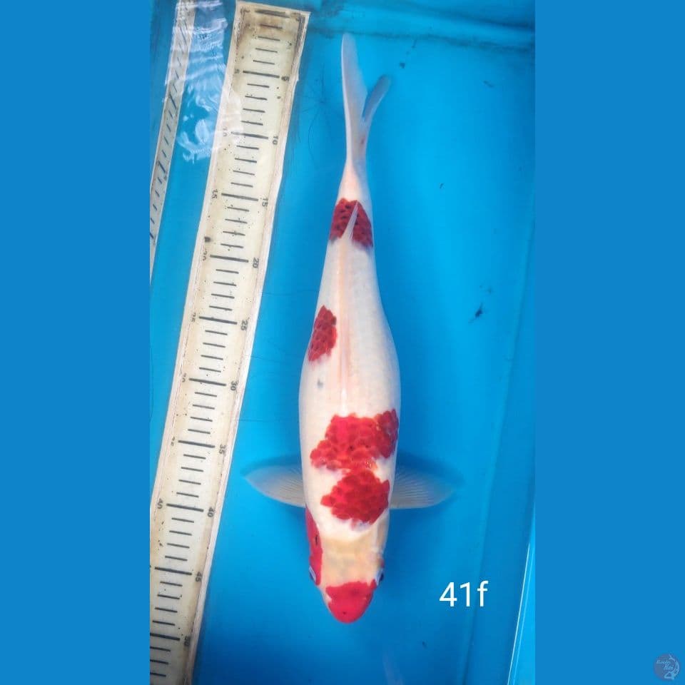 AI KOROMO, 41CM FEMALE