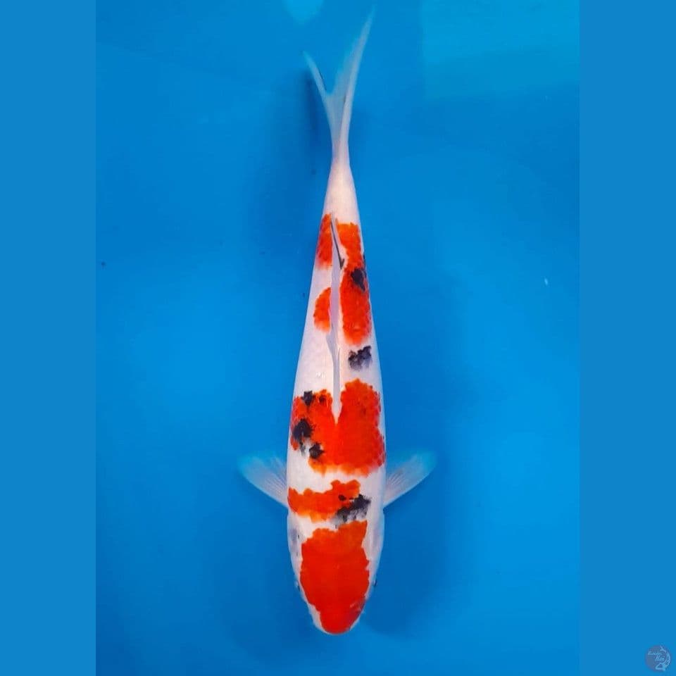Sanke bahan SQ 26cm