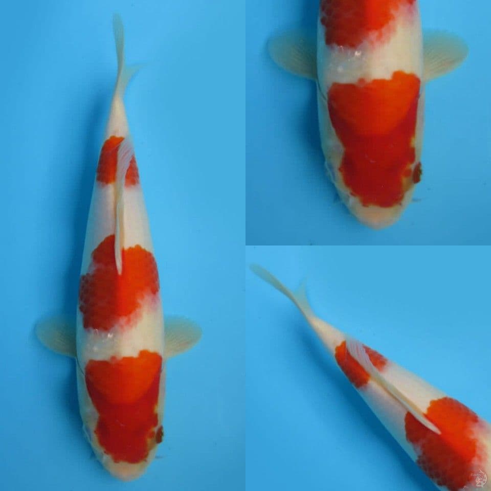 33cm, Sandan kohaku