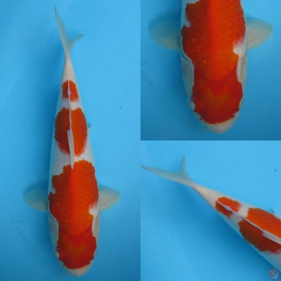 30cm, Super kohaku