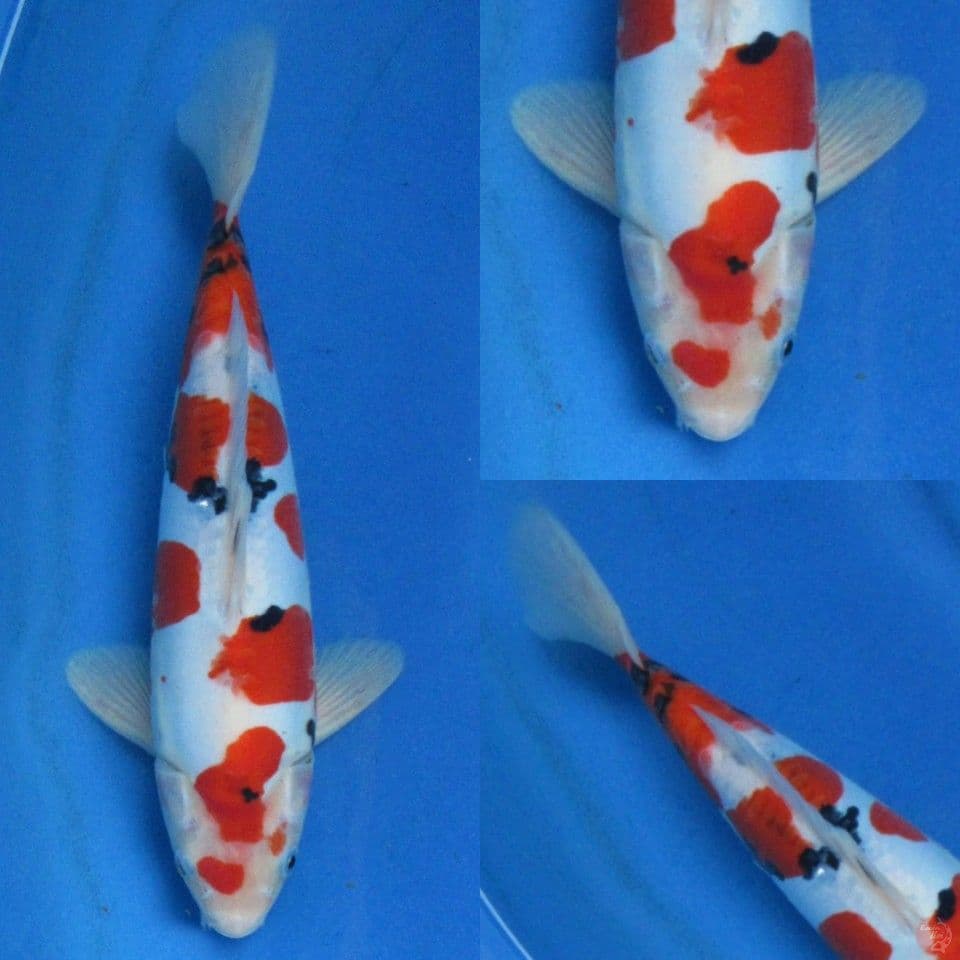 30cm, Doitsu murni super