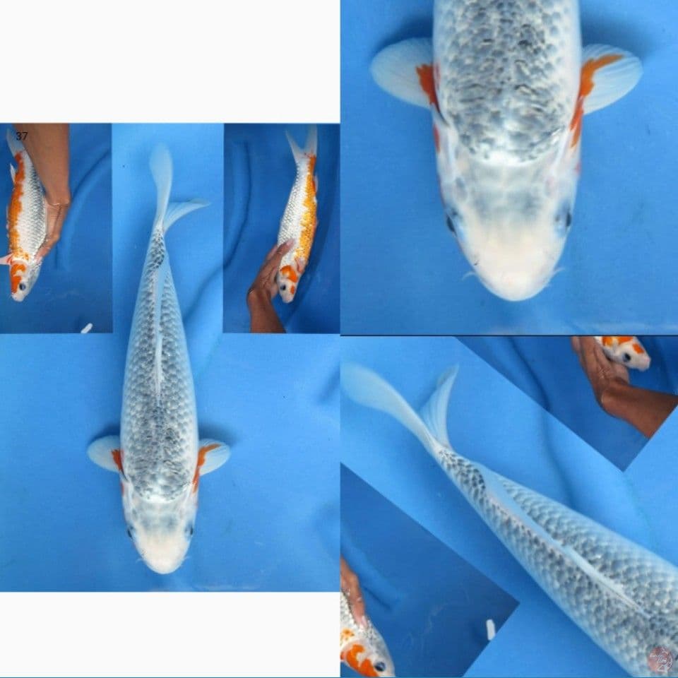 37cm, Asagi