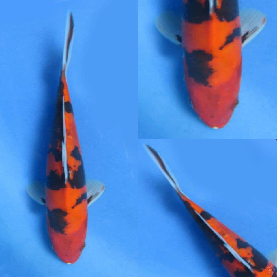 23cm, Showa doitsu murni