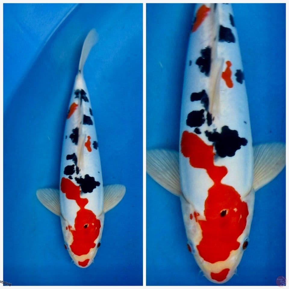 Doitsu murni F1 32cm