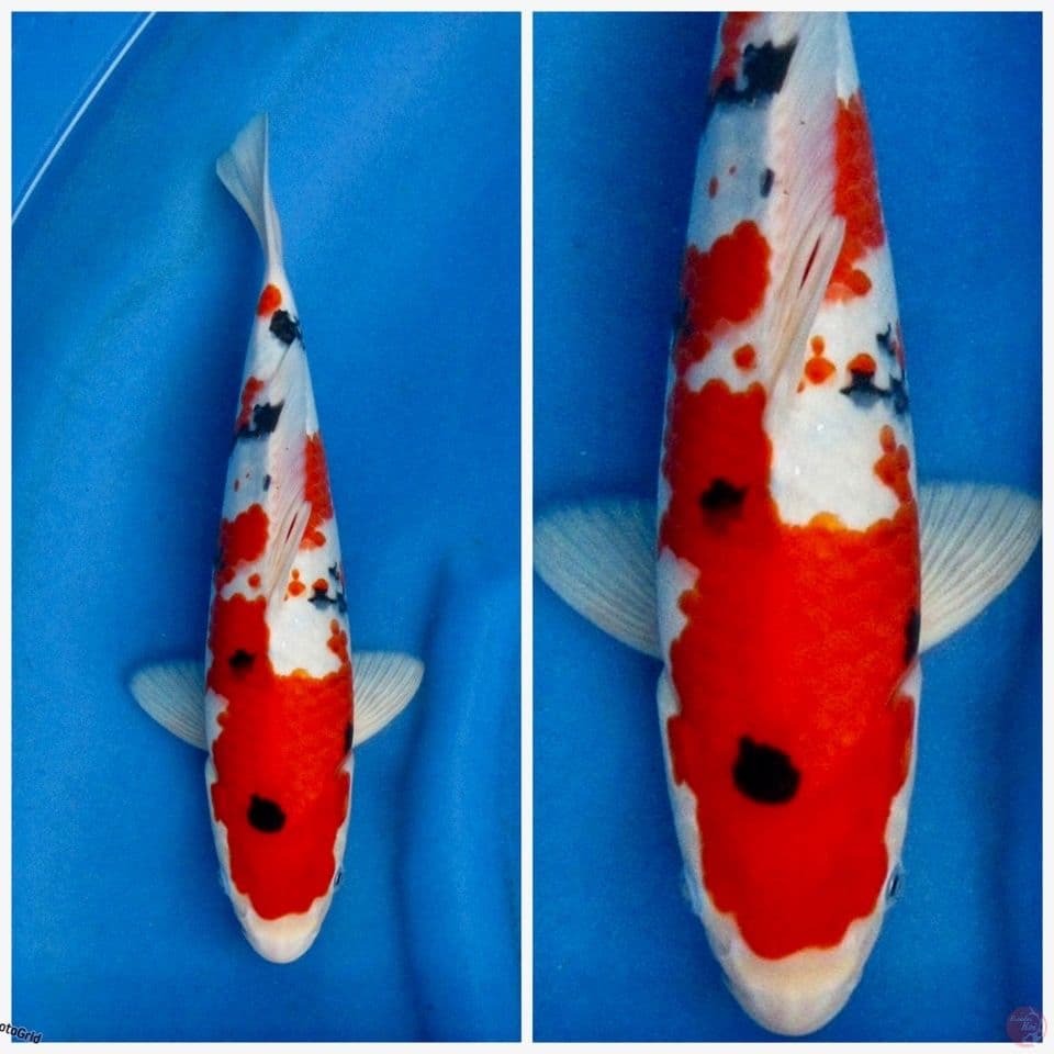 Sanke F1 sakai 32cm