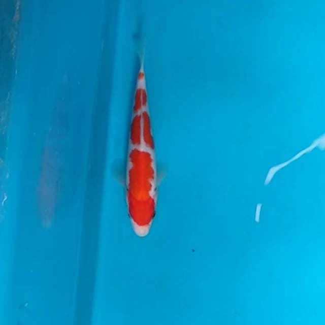 Yondan kohaku SQ