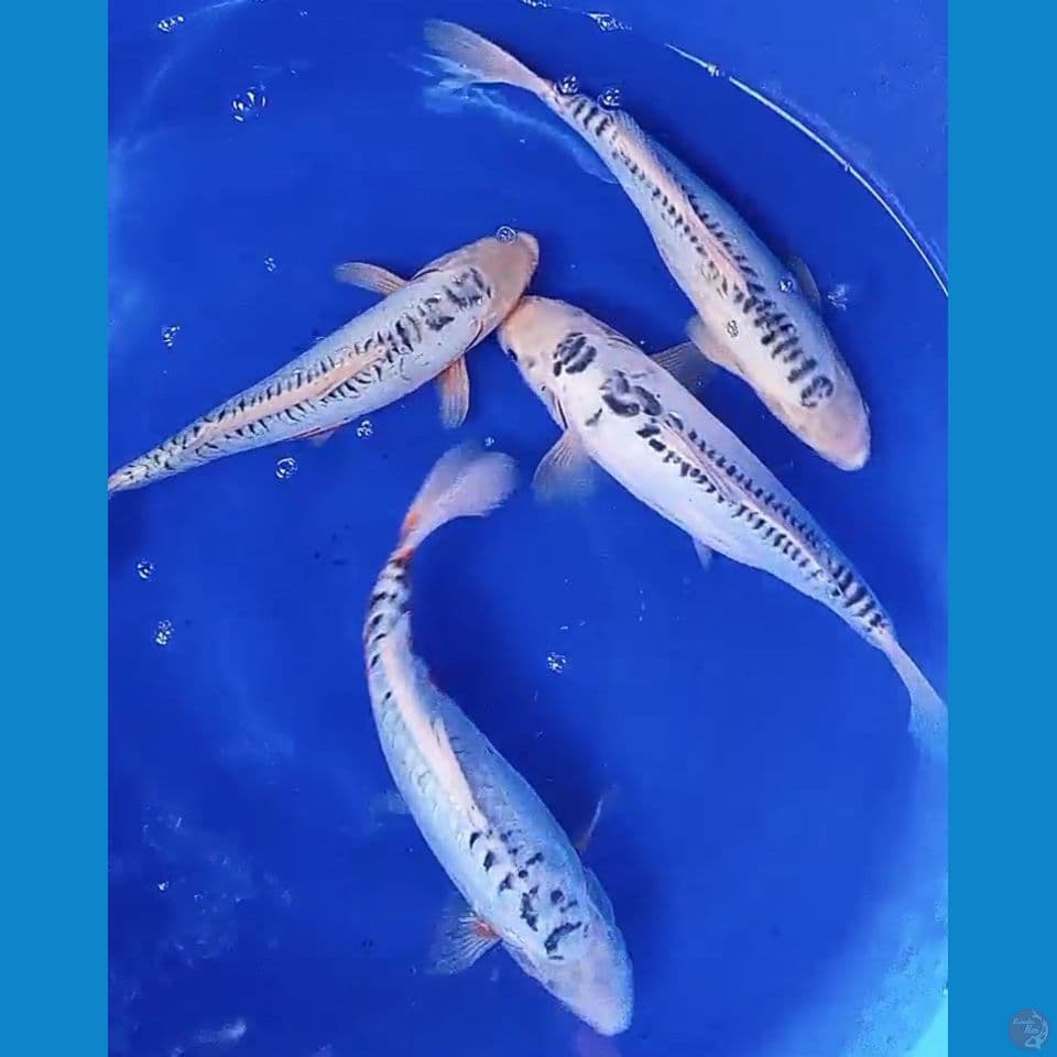 4 ekor shusui 35-37 cm